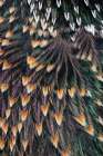 Feather pattern on back of common Starling. Art Print